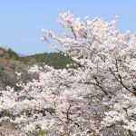 米粉 砂糖 水 山芋を混ぜ合わせてふかして作る お土産としても人気が高い鹿児島の定番和菓子とは ご当地情報局