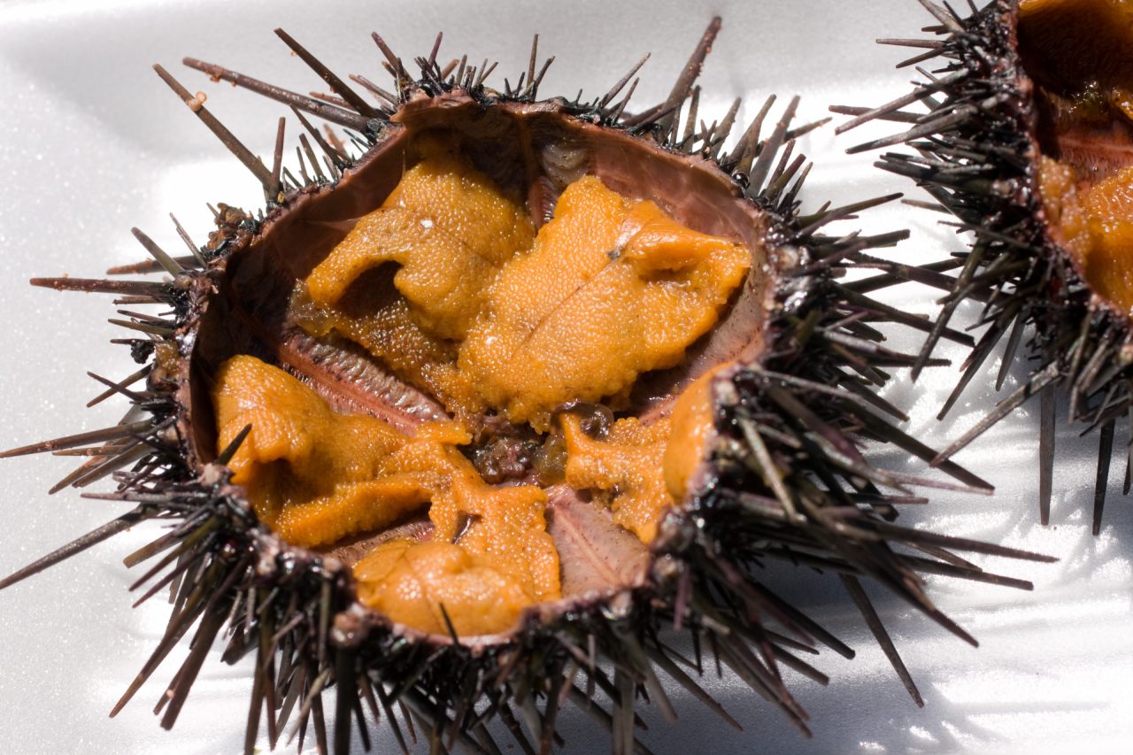 アカ ムラサキ バフンなどの種類がある 北海道名産の魚介類とは ご当地情報局
