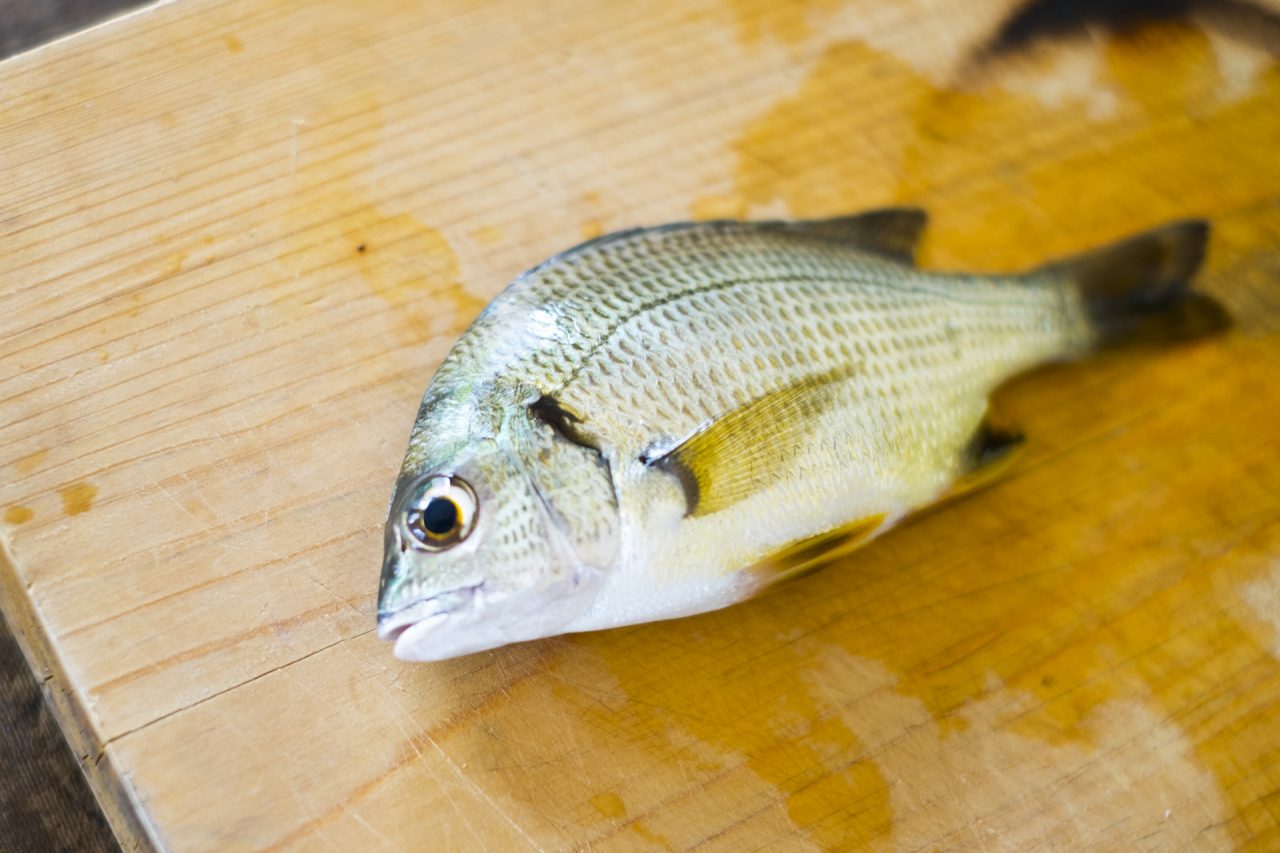 三重県で干物にされる「かいず」は、何の魚の幼魚名？  ご当地情報局