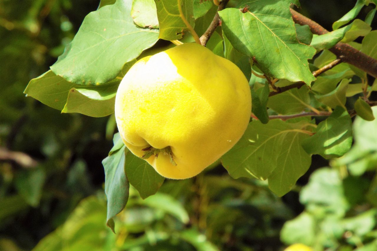 長野県が生産量１位の セイヨウカリン とも呼ばれる果物とは ご当地情報局