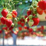 茨城県の郷土料理である しし鍋 に使われる動物は ご当地情報局