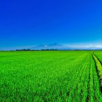 山形県の名物 鳥中華 は 鶏肉を使ったどんな料理 ご当地情報局