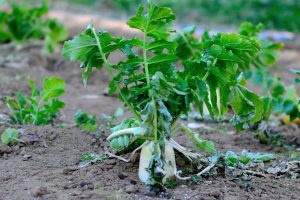 福島県などの東北地方で食べられる漬物で その名前は塩 麹 蒸米の割合からつけられたのは ご当地情報局