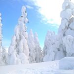 リンゴをまるごと使っているのが特徴の 青森県のスイーツとは ご当地情報局