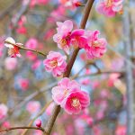 奈良地方の郷土料理 飛鳥鍋 だし汁に欠かせないのは ご当地情報局