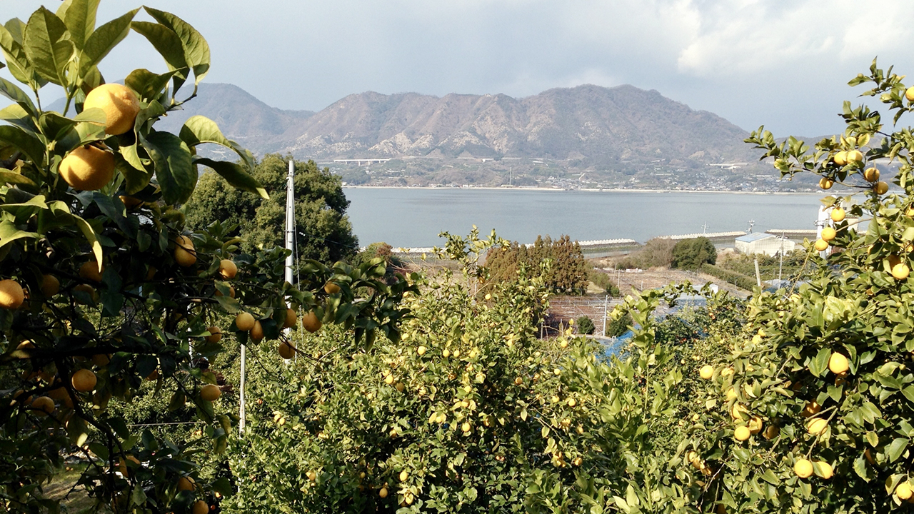 愛媛県の岩城島の名産品である ある果物を餌に与えて育てた豚は ご当地情報局