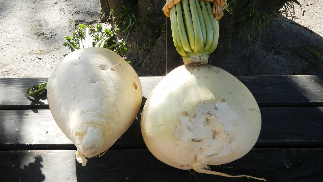 その大きさはギネスにも認定されている鹿児島県特産の野菜は ご当地情報局